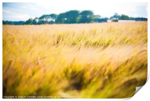 Wheat field. Ears of golden wheat close up in a rural scenery under Shining Sunlight. Background of ripening ears of wheat field. Print by Joaquin Corbalan