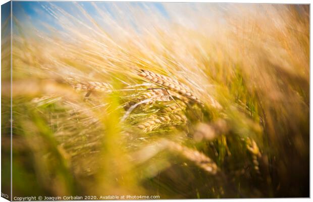 Wheat field. Ears of golden wheat close up in a rural scenery under Shining Sunlight. Background of ripening ears of wheat field. Canvas Print by Joaquin Corbalan