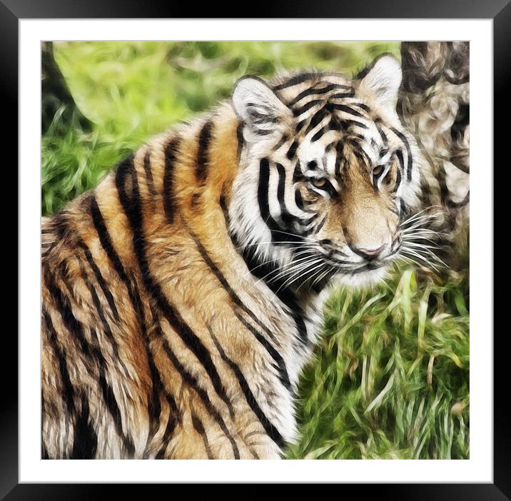 Tiger Art Framed Mounted Print by Sam Smith