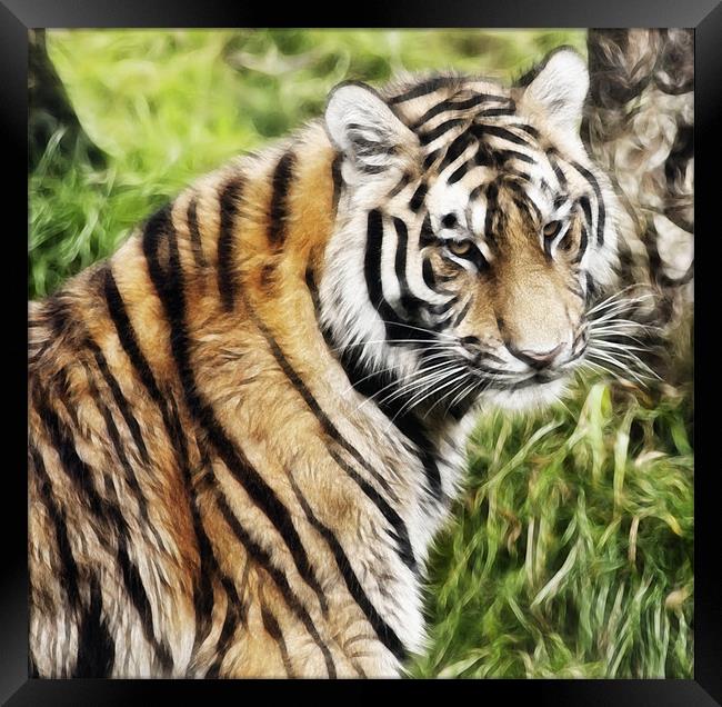 Tiger Art Framed Print by Sam Smith