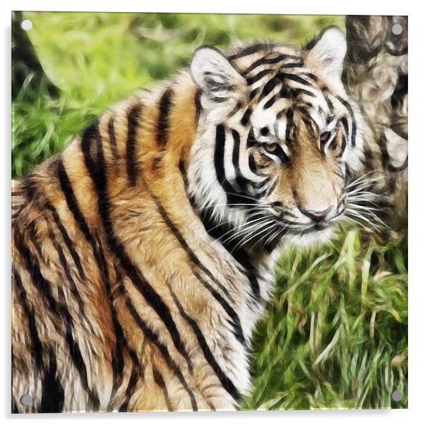 Tiger Art Acrylic by Sam Smith