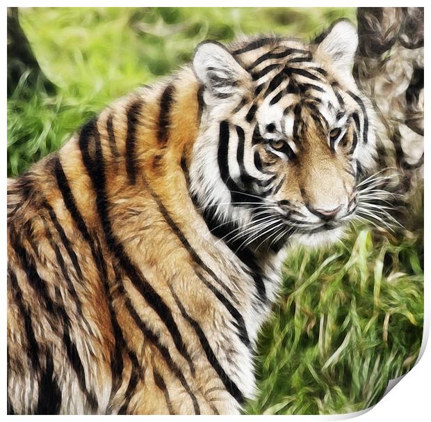 Tiger Art Print by Sam Smith