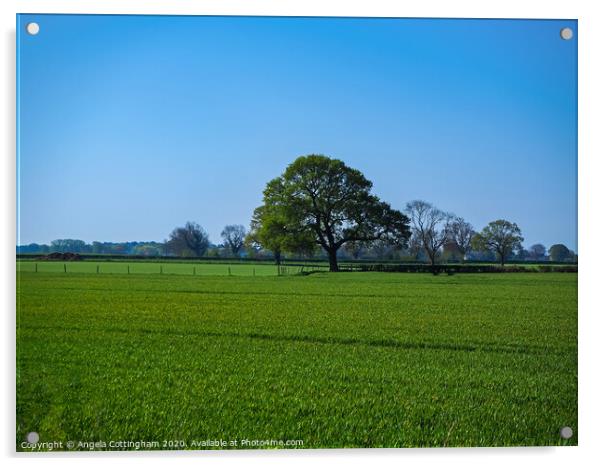 Oak Tree in a Field Acrylic by Angela Cottingham