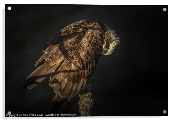 Secret Life of Osprey Acrylic by Pete Evans