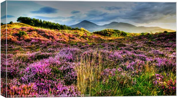 Mournes from Murlough Canvas Print by David McFarland