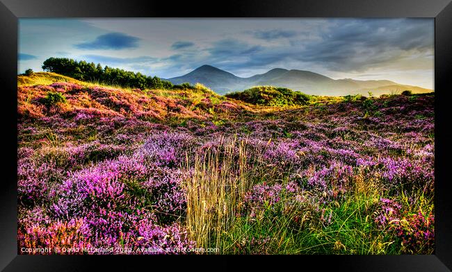 Mournes from Murlough Framed Print by David McFarland