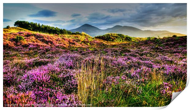 Mournes from Murlough Print by David McFarland