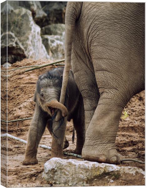 Playful Baby Elephant Tugs on Mother's Tail Canvas Print by Ben Delves