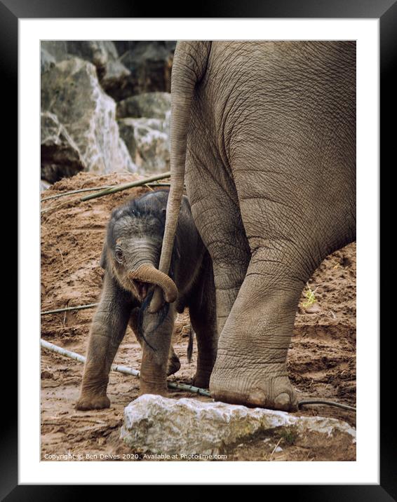 Playful Baby Elephant Tugs on Mother's Tail Framed Mounted Print by Ben Delves