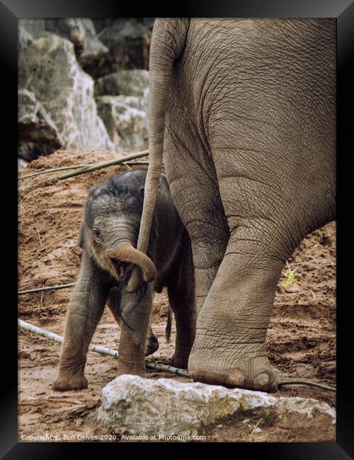 Playful Baby Elephant Tugs on Mother's Tail Framed Print by Ben Delves