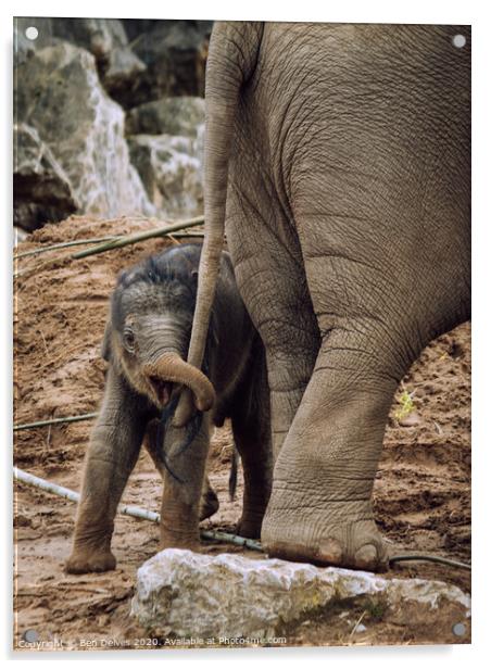 Playful Baby Elephant Tugs on Mother's Tail Acrylic by Ben Delves