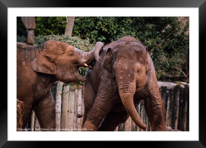 Playful Family of Endangered Elephants Framed Mounted Print by Ben Delves