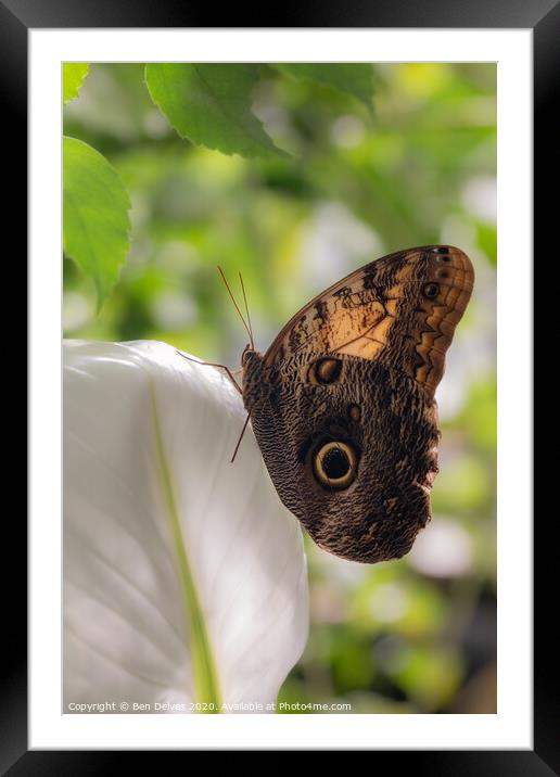 Majestic Owl Butterfly Framed Mounted Print by Ben Delves