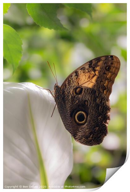 Majestic Owl Butterfly Print by Ben Delves