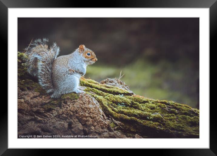 Grey Squirrel Framed Mounted Print by Ben Delves