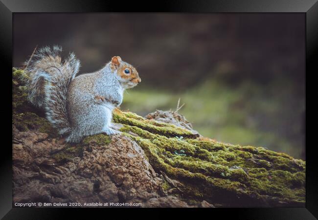 Grey Squirrel Framed Print by Ben Delves