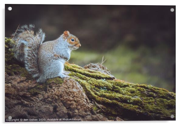 Grey Squirrel Acrylic by Ben Delves