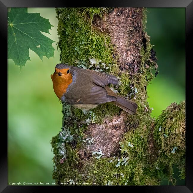 Robin perched on a branch Framed Print by George Robertson