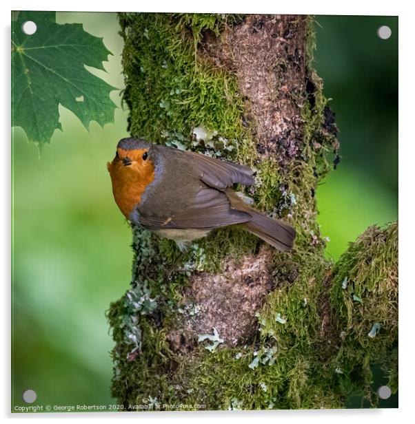 Robin perched on a branch Acrylic by George Robertson