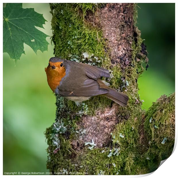 Robin perched on a branch Print by George Robertson
