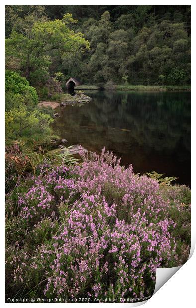 Purple heather and reflections of an Old Boathouse on Loch Chon, Scotland Print by George Robertson