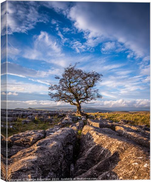Last light at the lone tree at Winskill Stones Canvas Print by George Robertson
