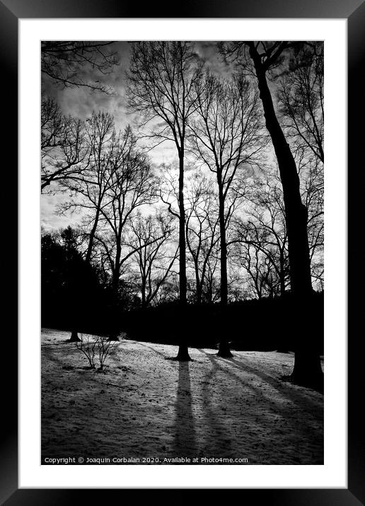 forest landscape with snow among the trees and branches without leaves Framed Mounted Print by Joaquin Corbalan