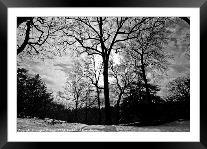 forest landscape with snow among the trees and branches without leaves Framed Mounted Print by Joaquin Corbalan