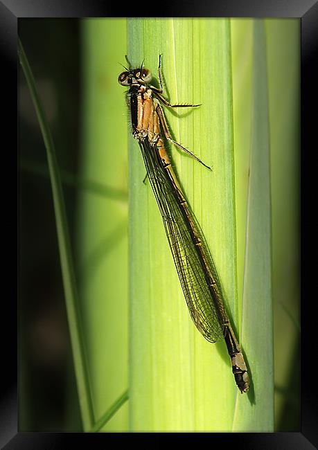 Azure Damselfly Framed Print by Keith Thorburn EFIAP/b