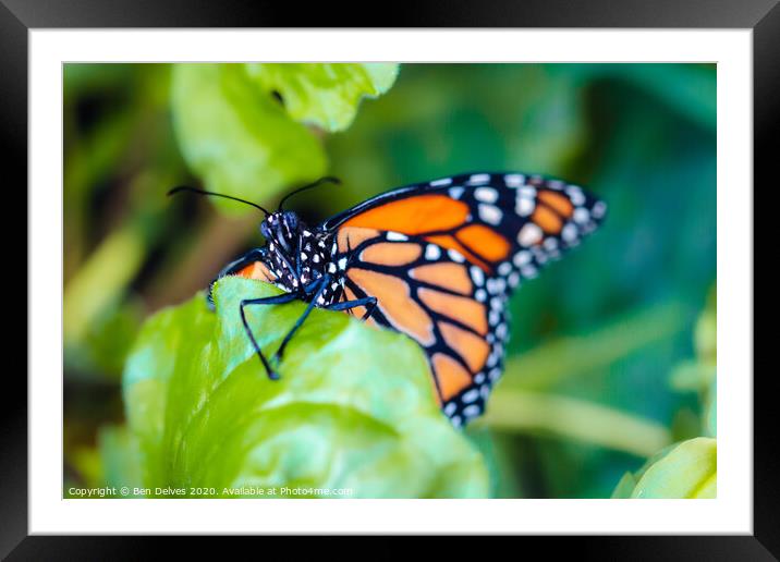 Majestic Plain Tiger Butterfly Climbing Up a Leaf Framed Mounted Print by Ben Delves