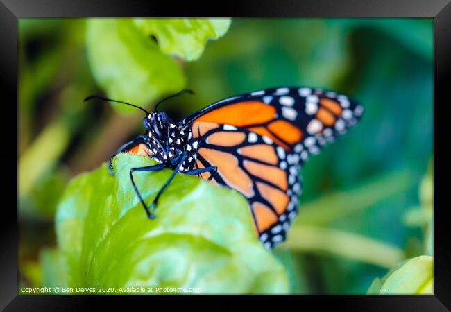 Majestic Plain Tiger Butterfly Climbing Up a Leaf Framed Print by Ben Delves