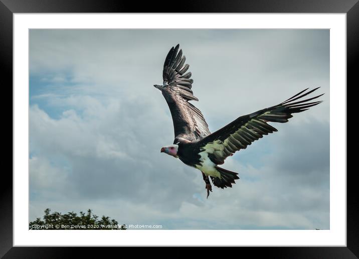 Majestic African Vulture Spreading Its Wings Framed Mounted Print by Ben Delves