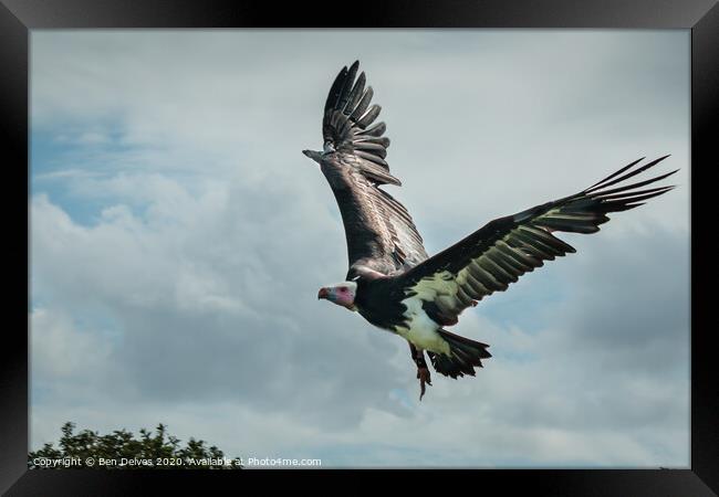 Majestic African Vulture Spreading Its Wings Framed Print by Ben Delves