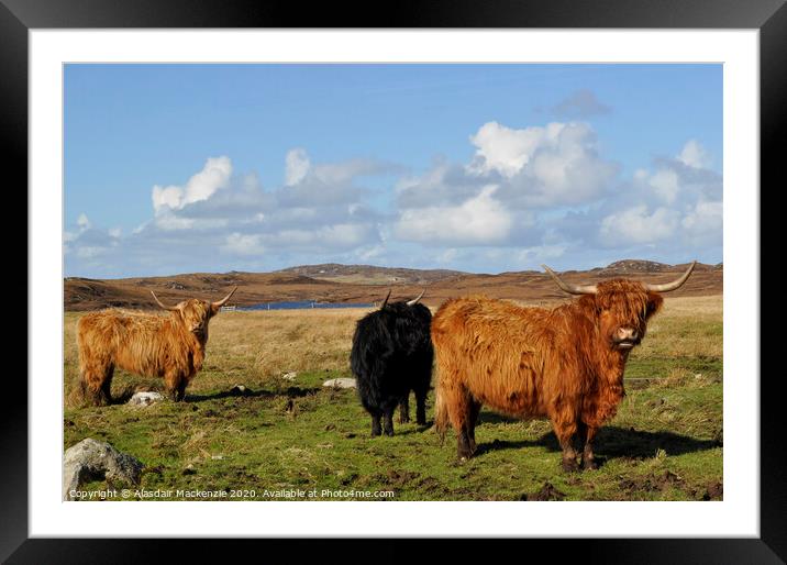 Highland Cattle in Bernera, Isle of Lewis Framed Mounted Print by Alasdair Mackenzie