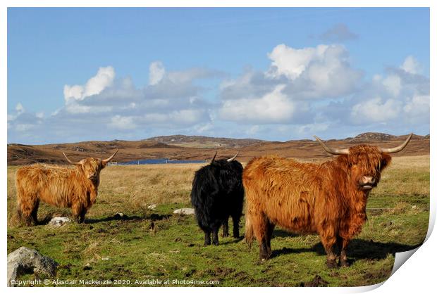 Highland Cattle in Bernera, Isle of Lewis Print by Alasdair Mackenzie
