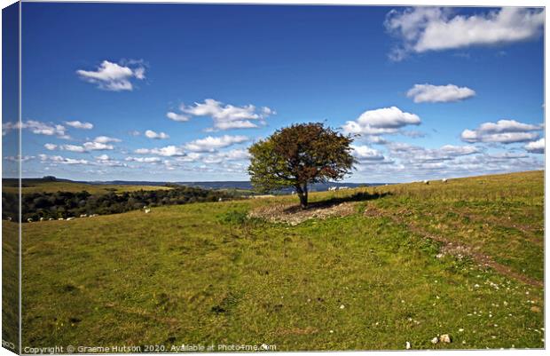 Lone tree on the South Downs Canvas Print by Graeme Hutson