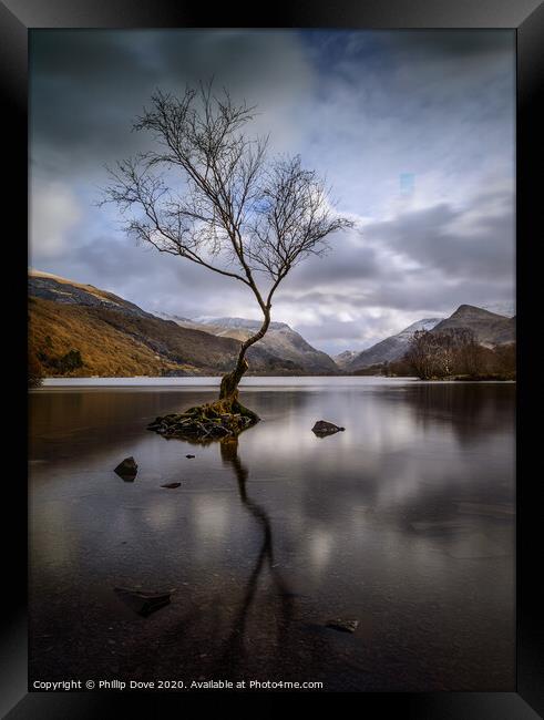Lone Tree at Llyn Padarn, Snowdonia Framed Print by Phillip Dove LRPS