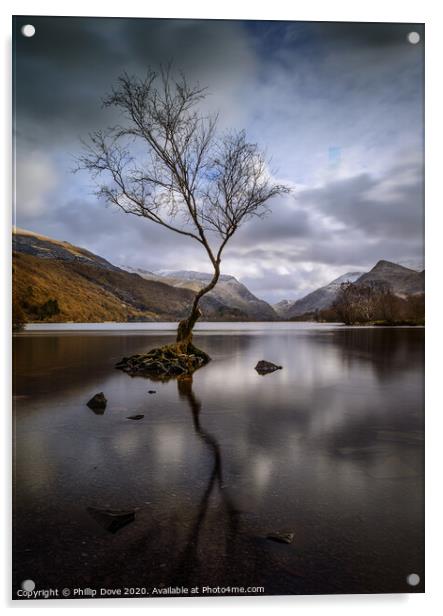 Lone Tree at Llyn Padarn, Snowdonia Acrylic by Phillip Dove LRPS