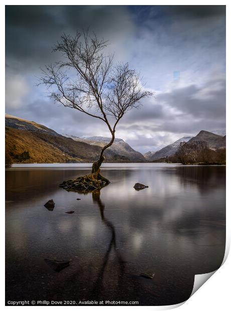 Lone Tree at Llyn Padarn, Snowdonia Print by Phillip Dove LRPS
