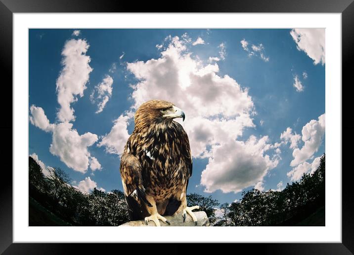 Mountain eagle. Framed Mounted Print by Mikhail Pogosov