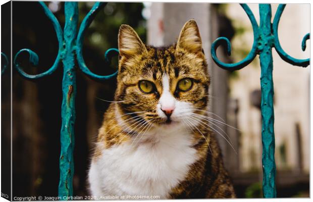 Cat on a fence Canvas Print by Joaquin Corbalan