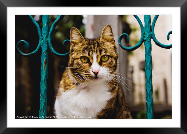 Cat on a fence Framed Mounted Print by Joaquin Corbalan