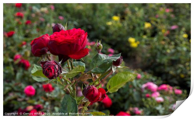 field with old type of red roses Print by Chris Willemsen