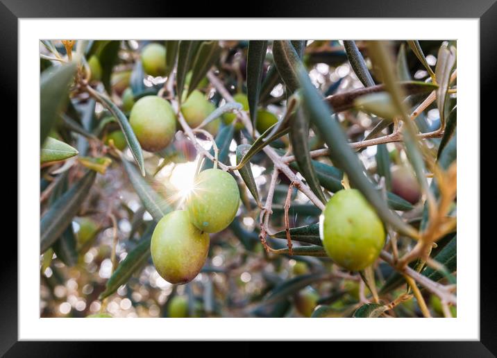 Olive tree illuminated by a sunbeam loaded with green olives. Framed Mounted Print by Joaquin Corbalan