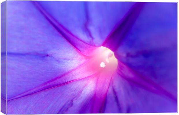 Floral background, detail of the texture of the purple petals of a flower. Canvas Print by Joaquin Corbalan