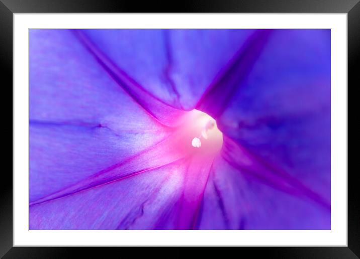Floral background, detail of the texture of the purple petals of a flower. Framed Mounted Print by Joaquin Corbalan