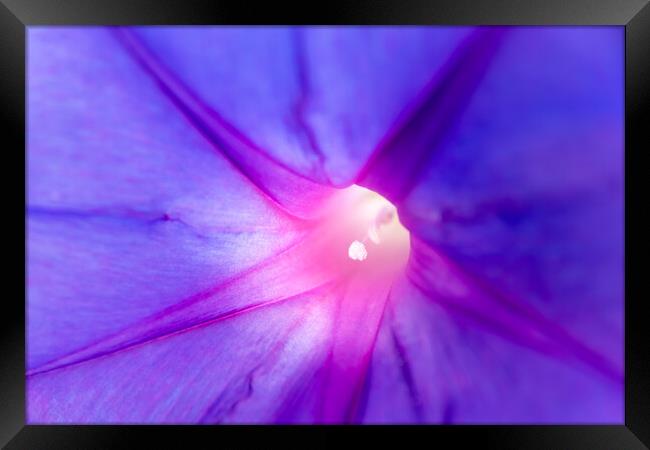Floral background, detail of the texture of the purple petals of a flower. Framed Print by Joaquin Corbalan