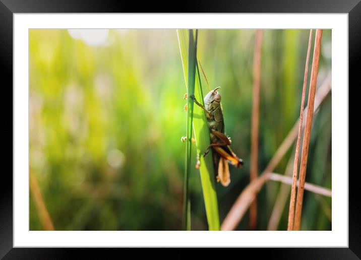 Grasshopper insect focused in the foreground, on a green background out of focus with copy space. Framed Mounted Print by Joaquin Corbalan