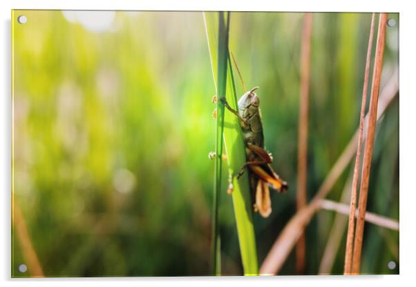 Grasshopper insect focused in the foreground, on a green background out of focus with copy space. Acrylic by Joaquin Corbalan