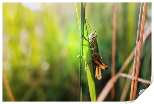 Grasshopper insect focused in the foreground, on a green background out of focus with copy space. Print by Joaquin Corbalan
